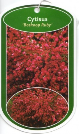 Cytisus 'Boskoop Ruby' - Čilimník červený